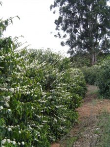 Fazenda Sete Quedas em Poços de Caldas