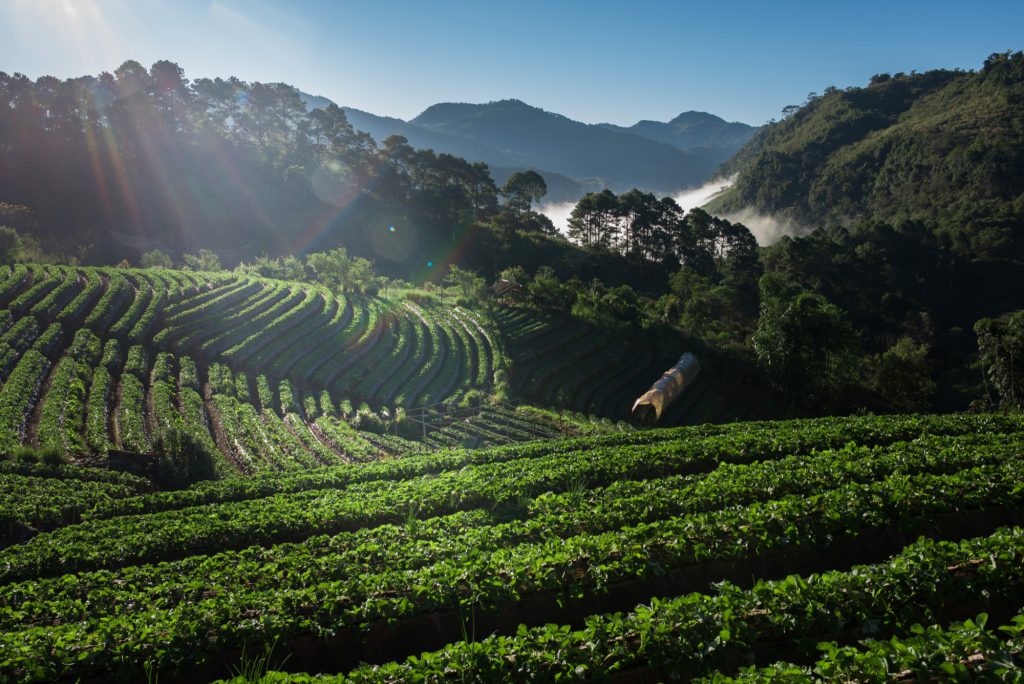 Como ler o rótulo de um pacote de café especial (Altitude, Torra e Pontuação SCA)