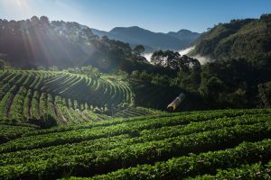 Como ler o rótulo de um pacote de café especial (Altitude, Torra e Pontuação SCA)